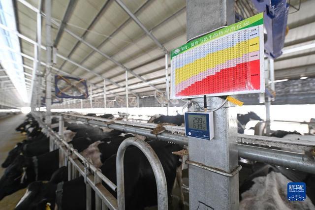 科技应用助推奶牛养殖高效安全