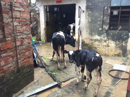 奶牛15死12失踪,阳江市北山牛奶厂场一夜暴雨之后几乎毁灭