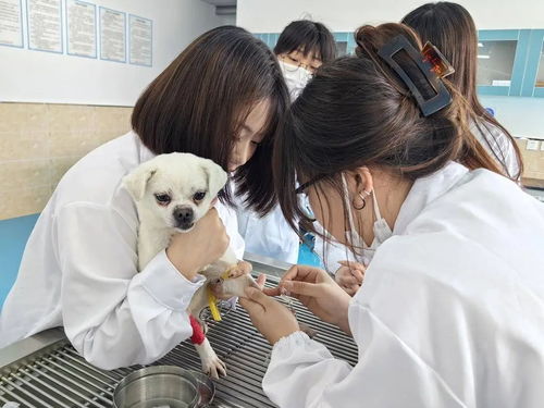 全国市场上7成宠物犬猫来自辽宁