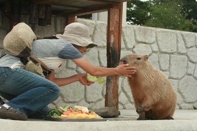 日本动物园残疾水豚4岁生日 众多游客为其庆生【2】--日本频道--人民网